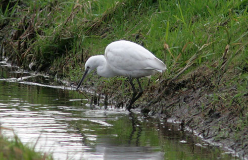 Kleinezilverreiger041206C